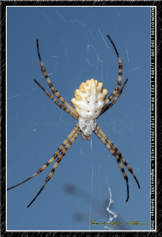 Argiope lobata